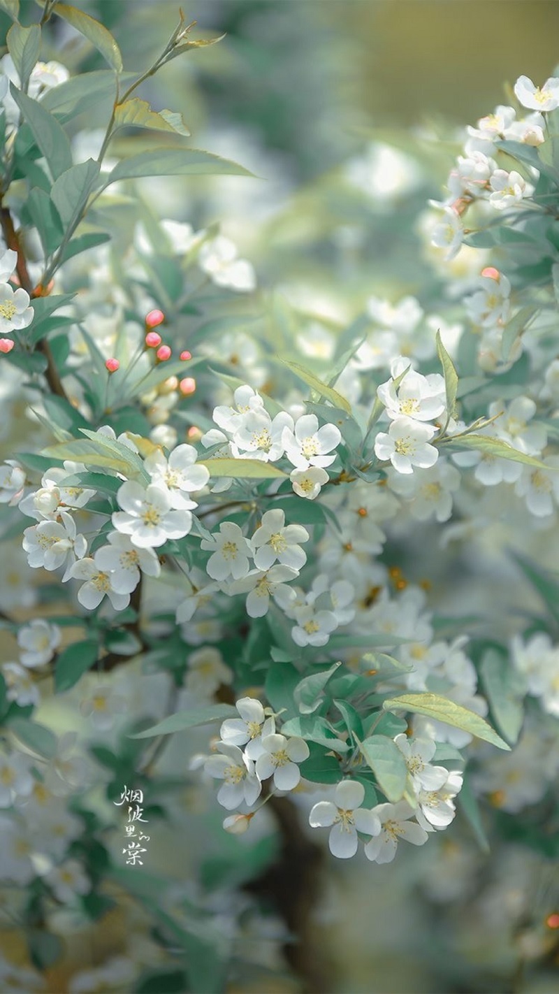 hinh-nen-iphone-15-10