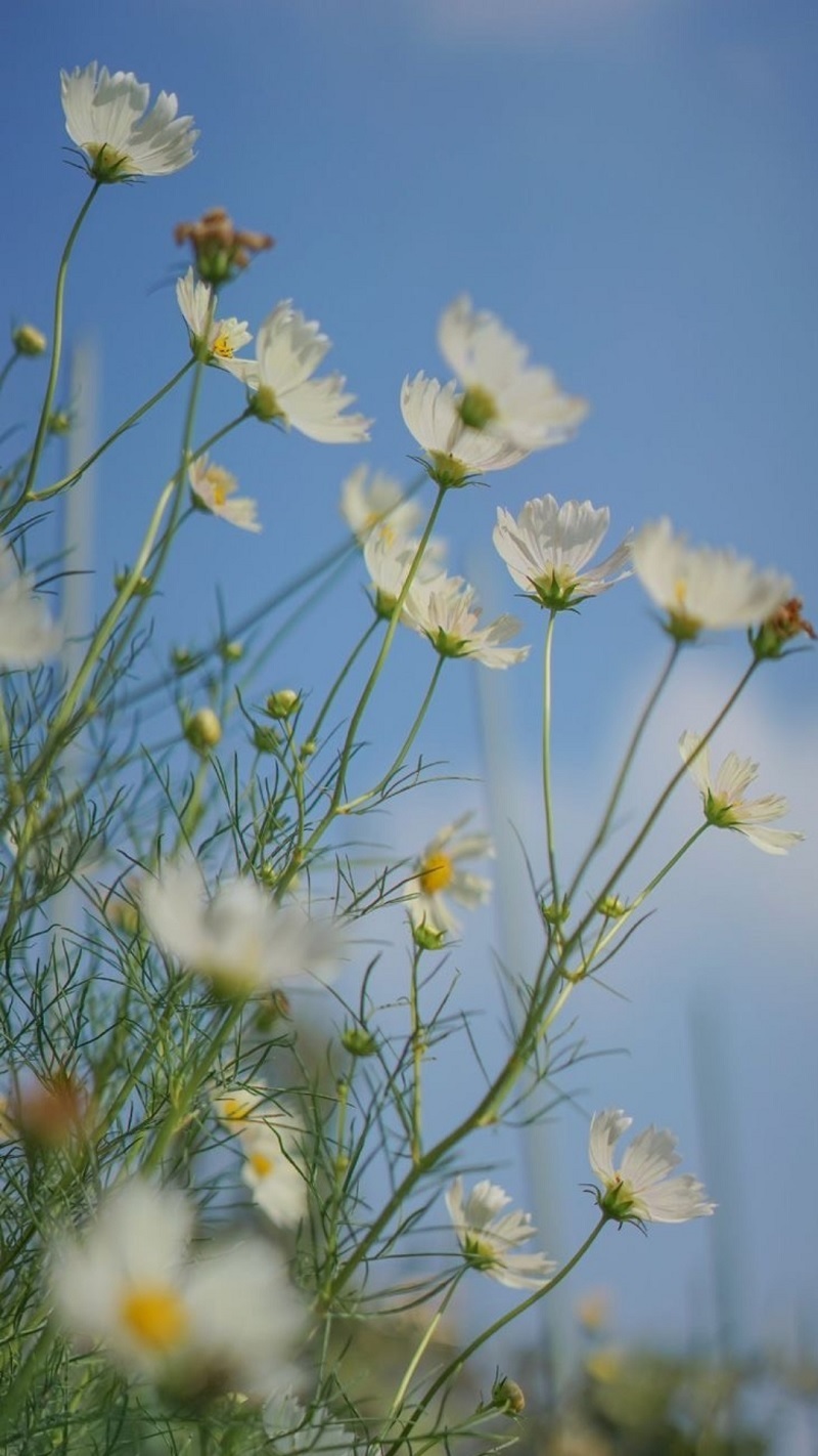 hinh-nen-iphone-15-7