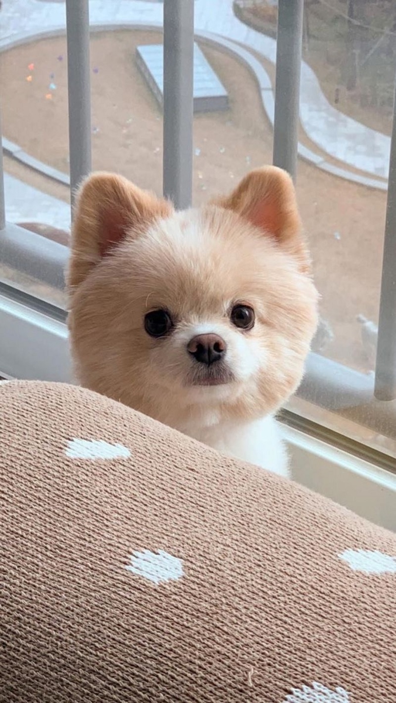 hinh-nen-thu-cung-cute-1