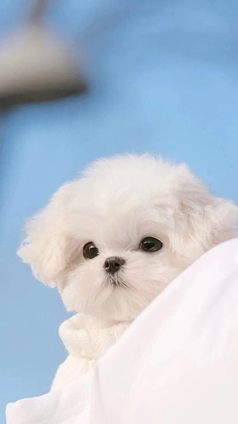 hinh-nen-thu-cung-cute-2