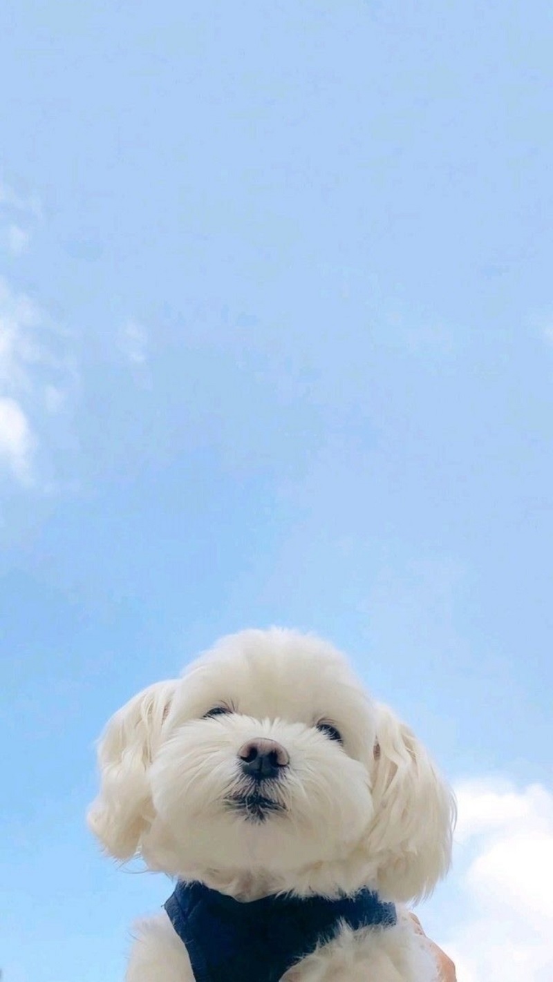 hinh-nen-thu-cung-cute-3