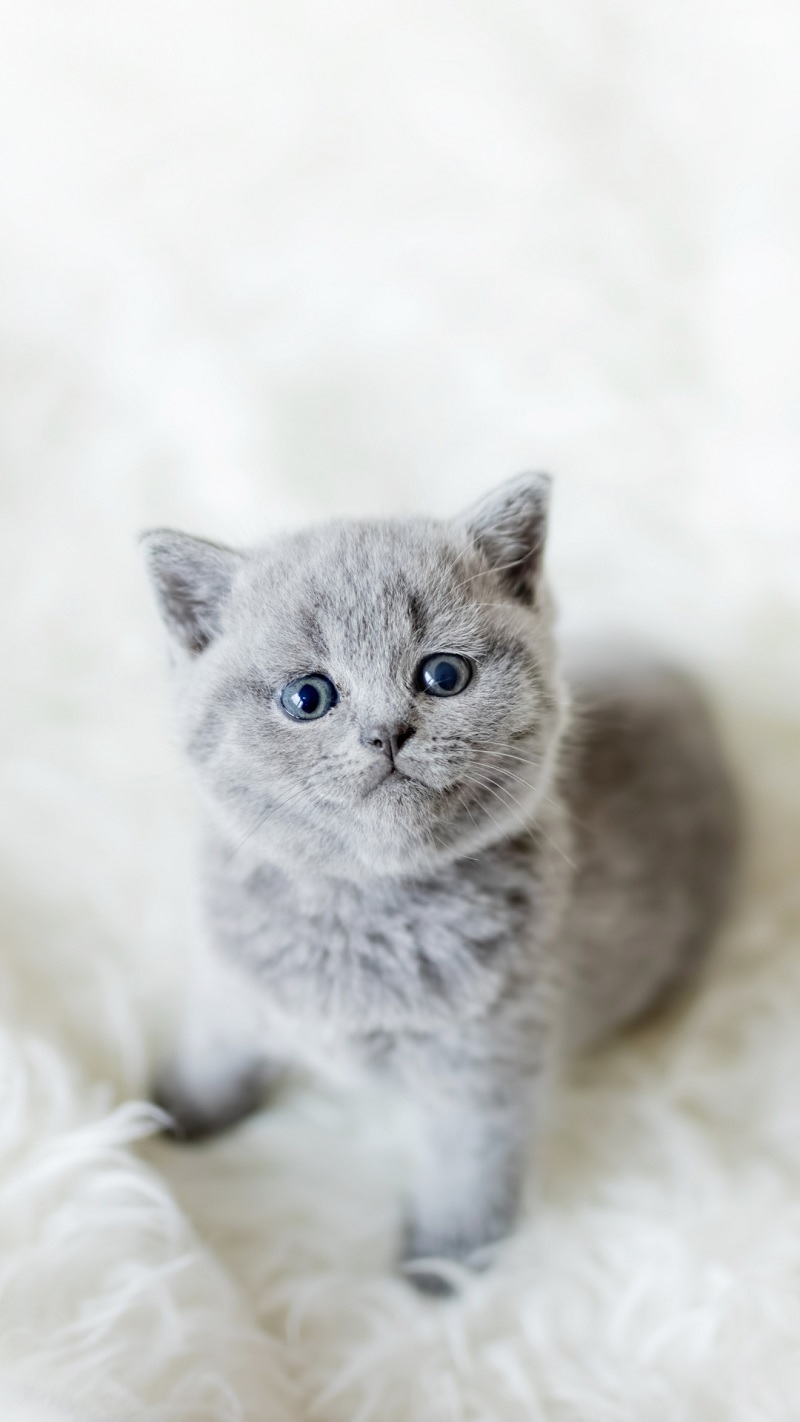 hinh-nen-thu-cung-cute-5