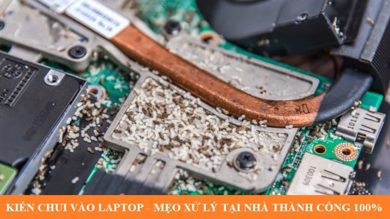 Kiến chui vào laptop - Mẹo xử lý tại nhà thành công 100%