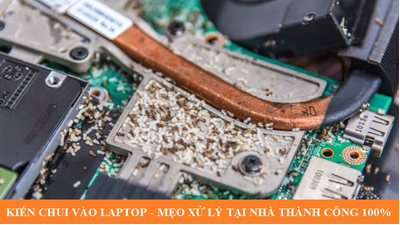 Kiến chui vào laptop - Mẹo xử lý tại nhà thành công 100%