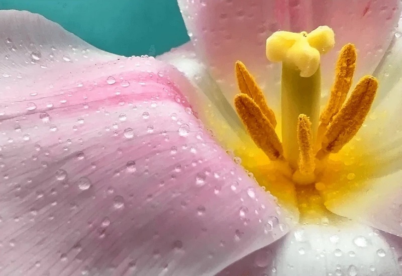 Bắt trọn mọi khoảnh khắc